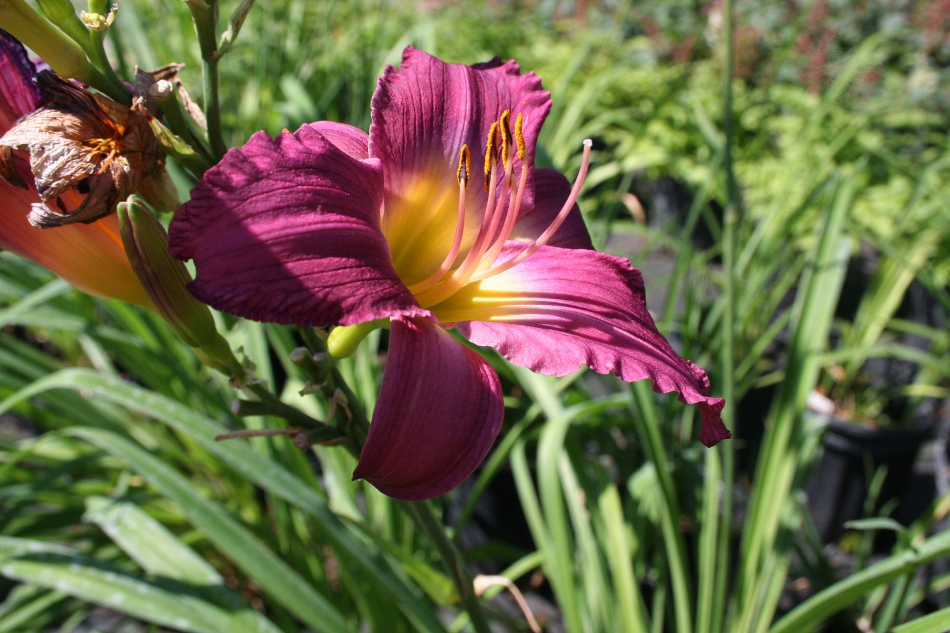 Little Grapette Daylily