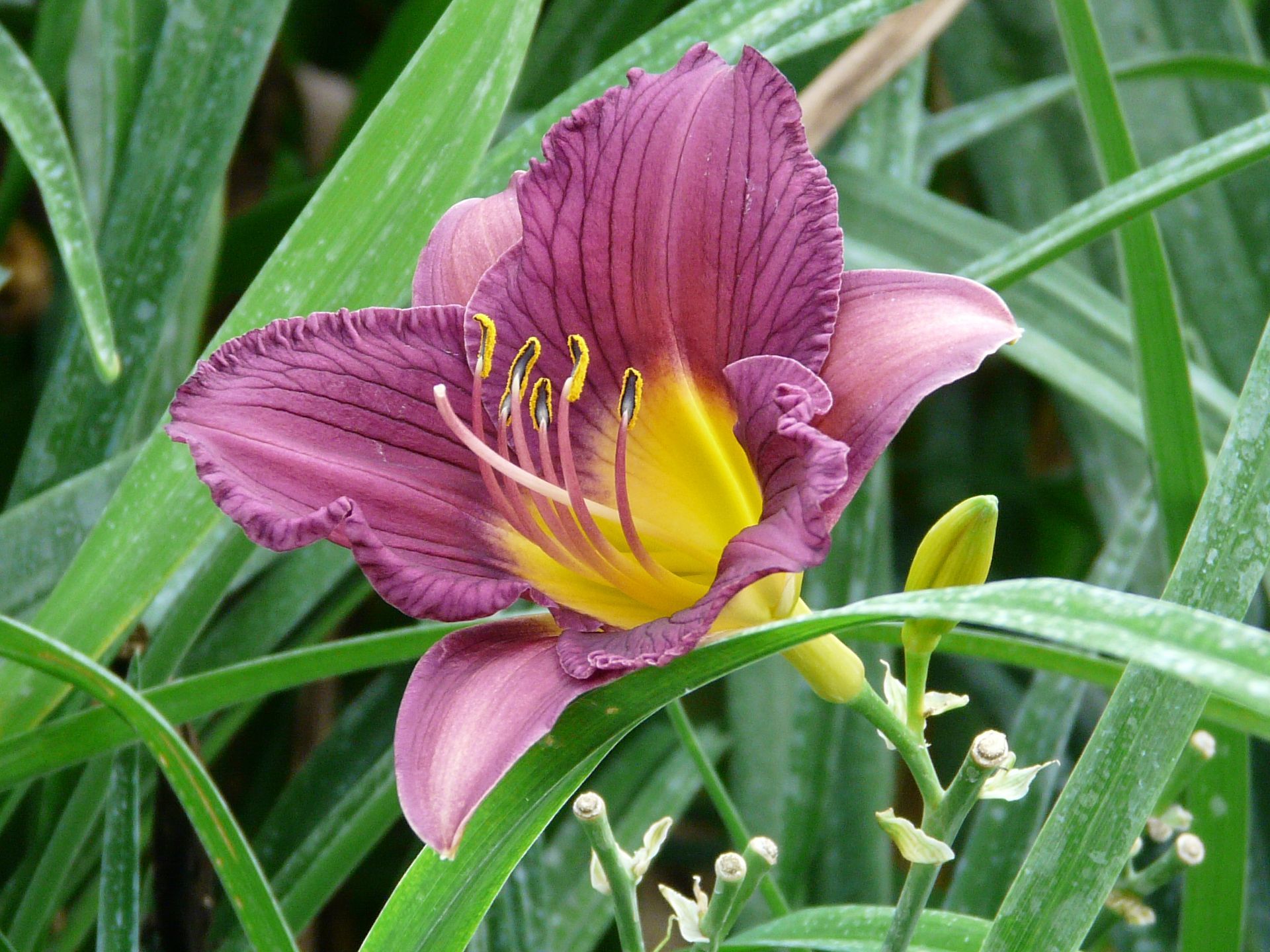 Purple D'Oro Daylily