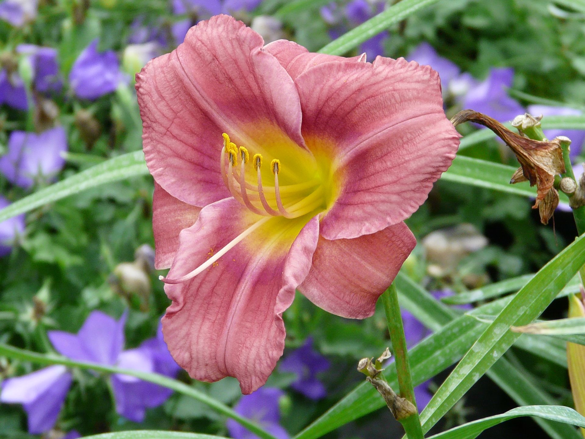 Rosy Returns Daylily