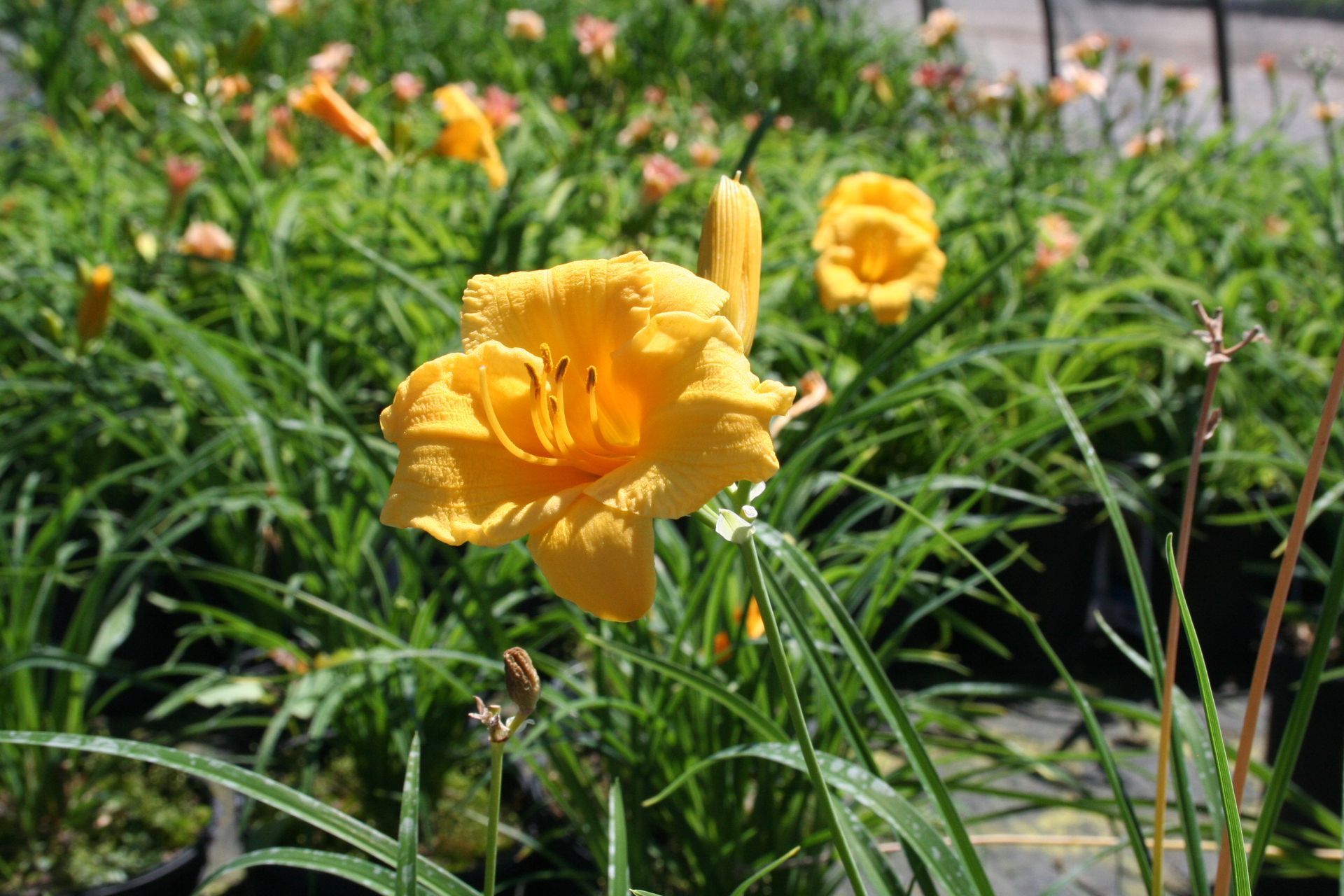 Stella d'Oro Daylily