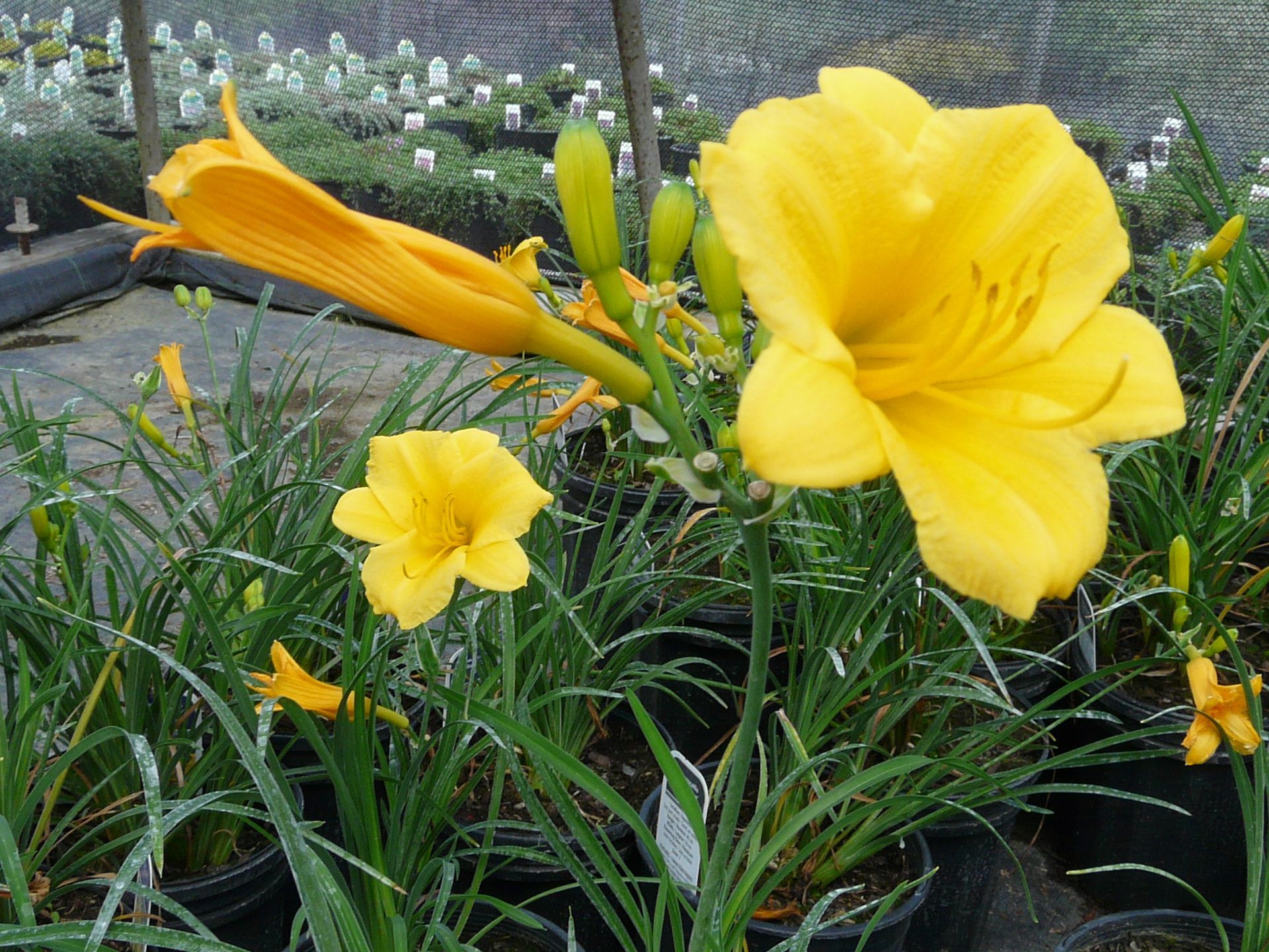 Stella d'Oro Daylily