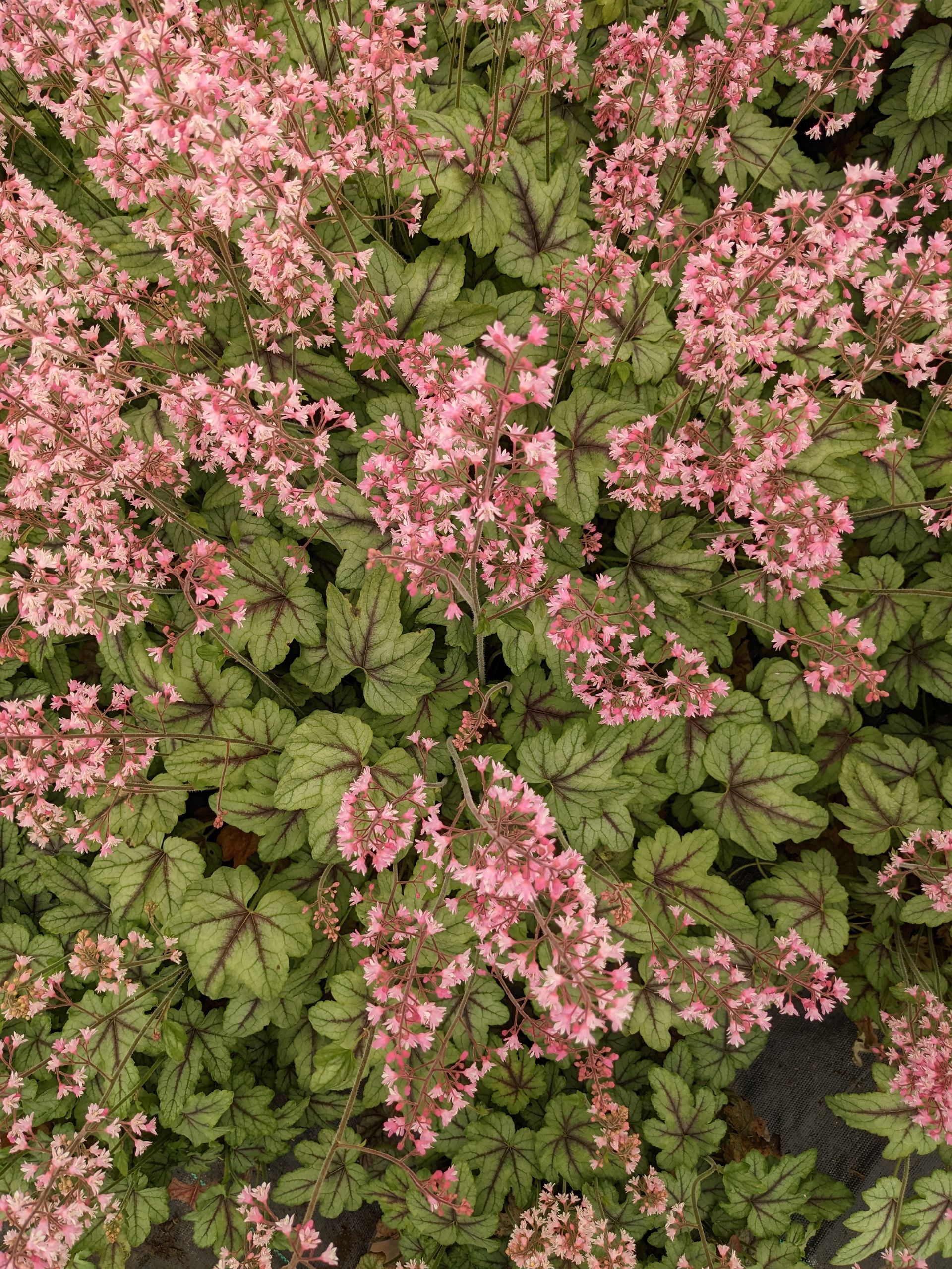 Pink Fizz Foamy Bells