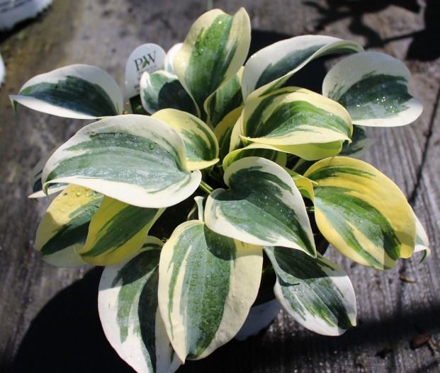 Shadowland® Autumn Frost Hosta