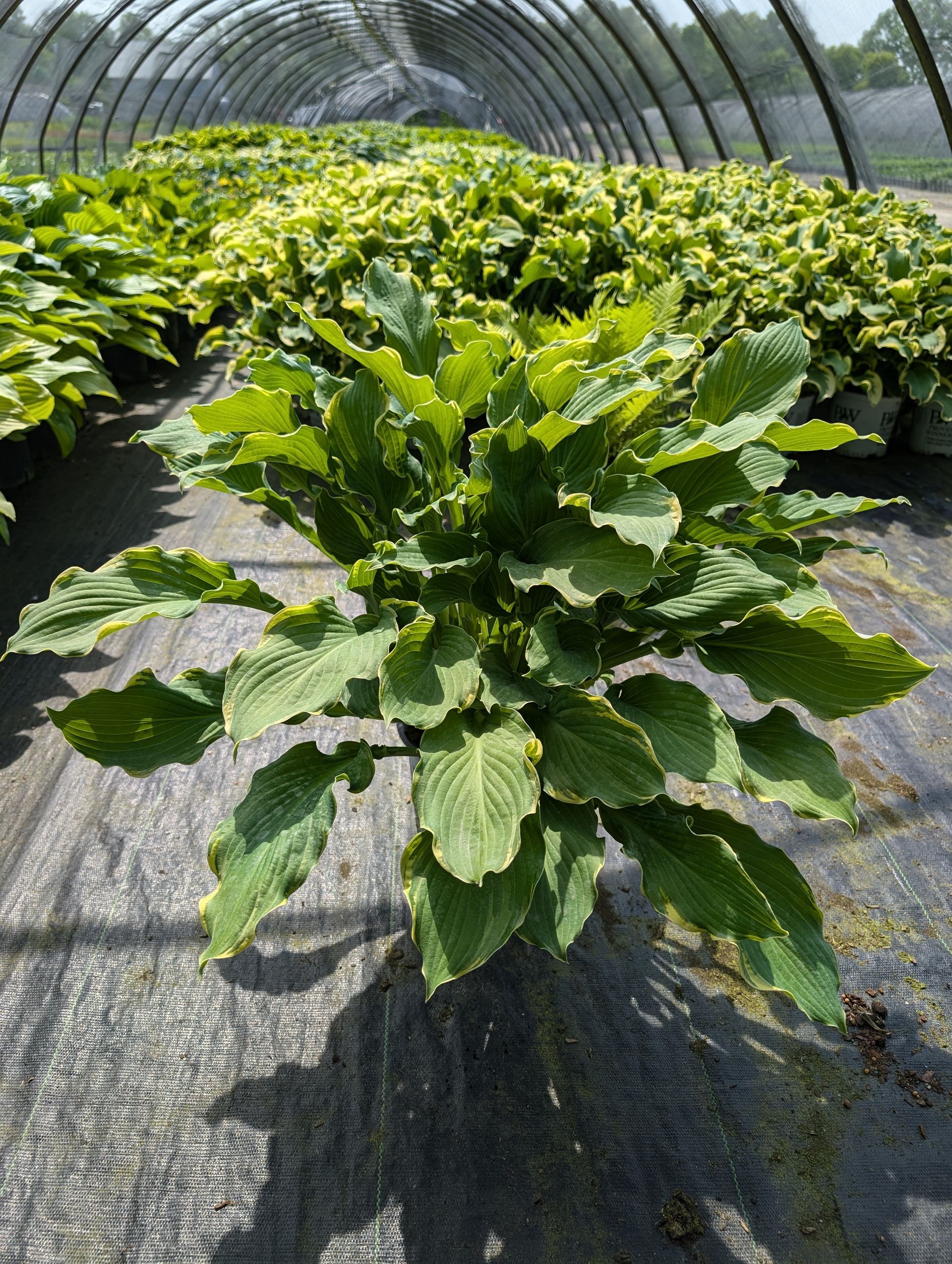 Shadowland® Wheee! Hosta