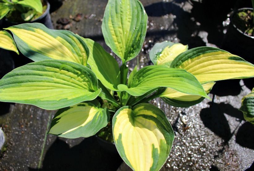 Captain Kirk Hosta