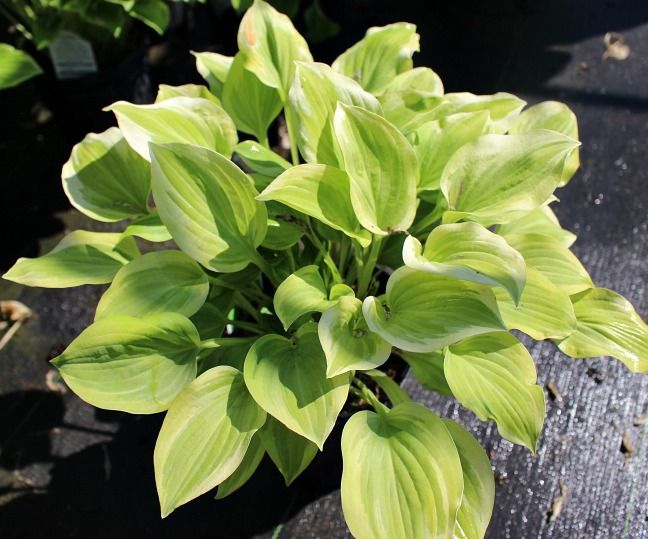 Golden Tiara Hosta