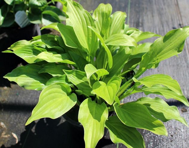 Royal Standard Hosta