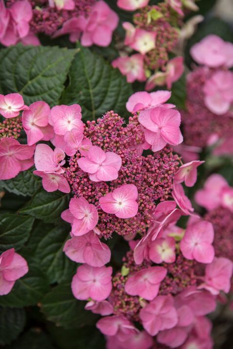 Endless Summer® Pop Star® Hydrangea