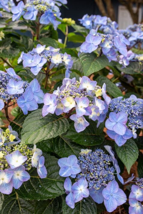 Endless Summer® Pop Star® Hydrangea