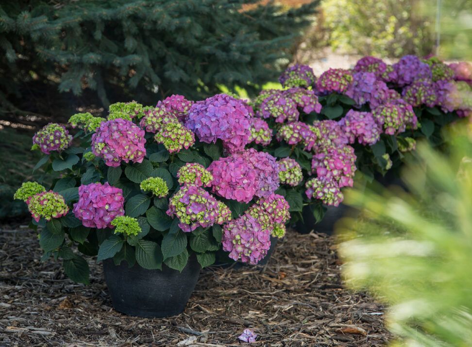 Summer Crush® Bigleaf Hydrangea