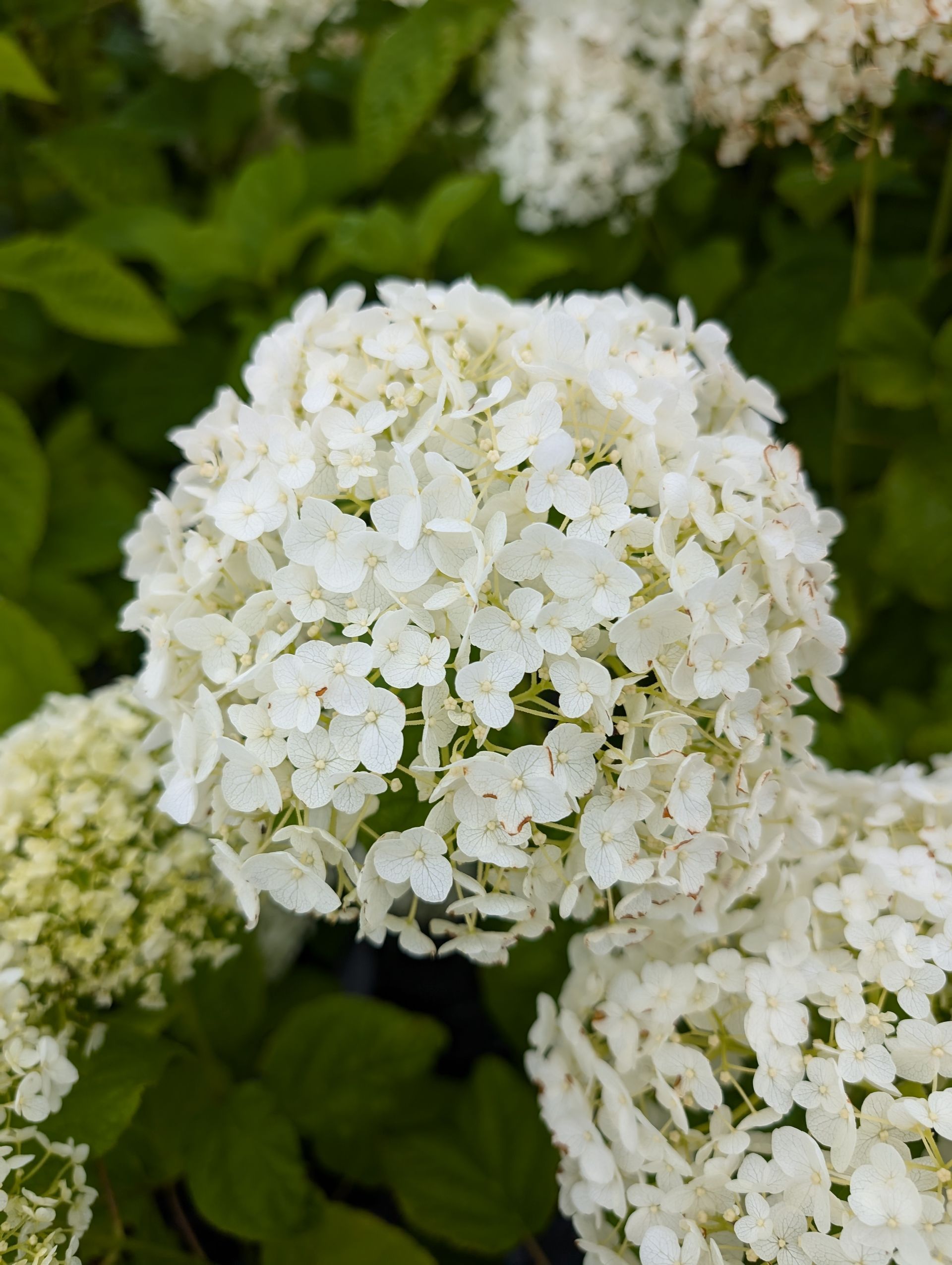 Annabelle Hydrangea