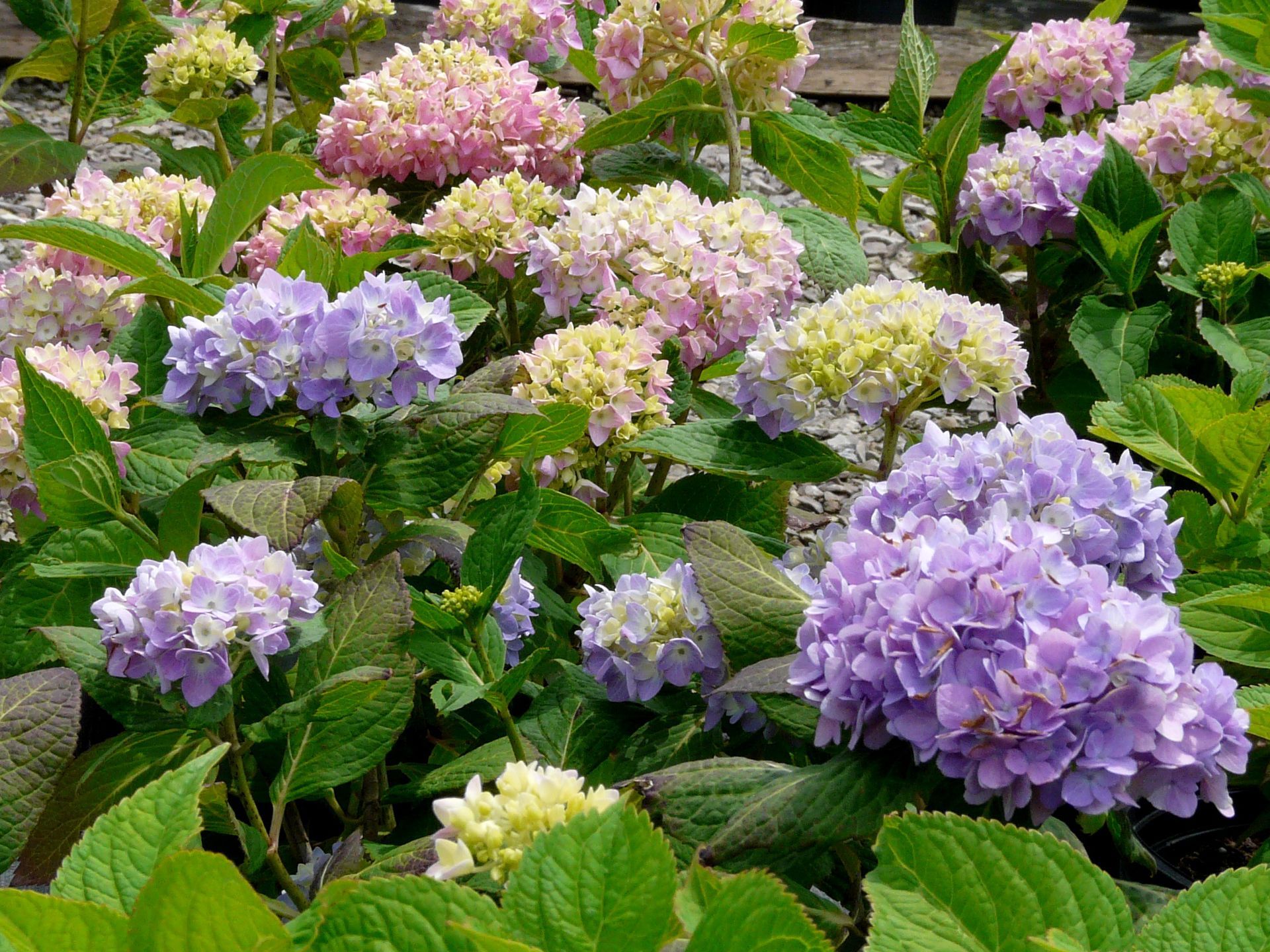 The Original Bigleaf Hydrangea
