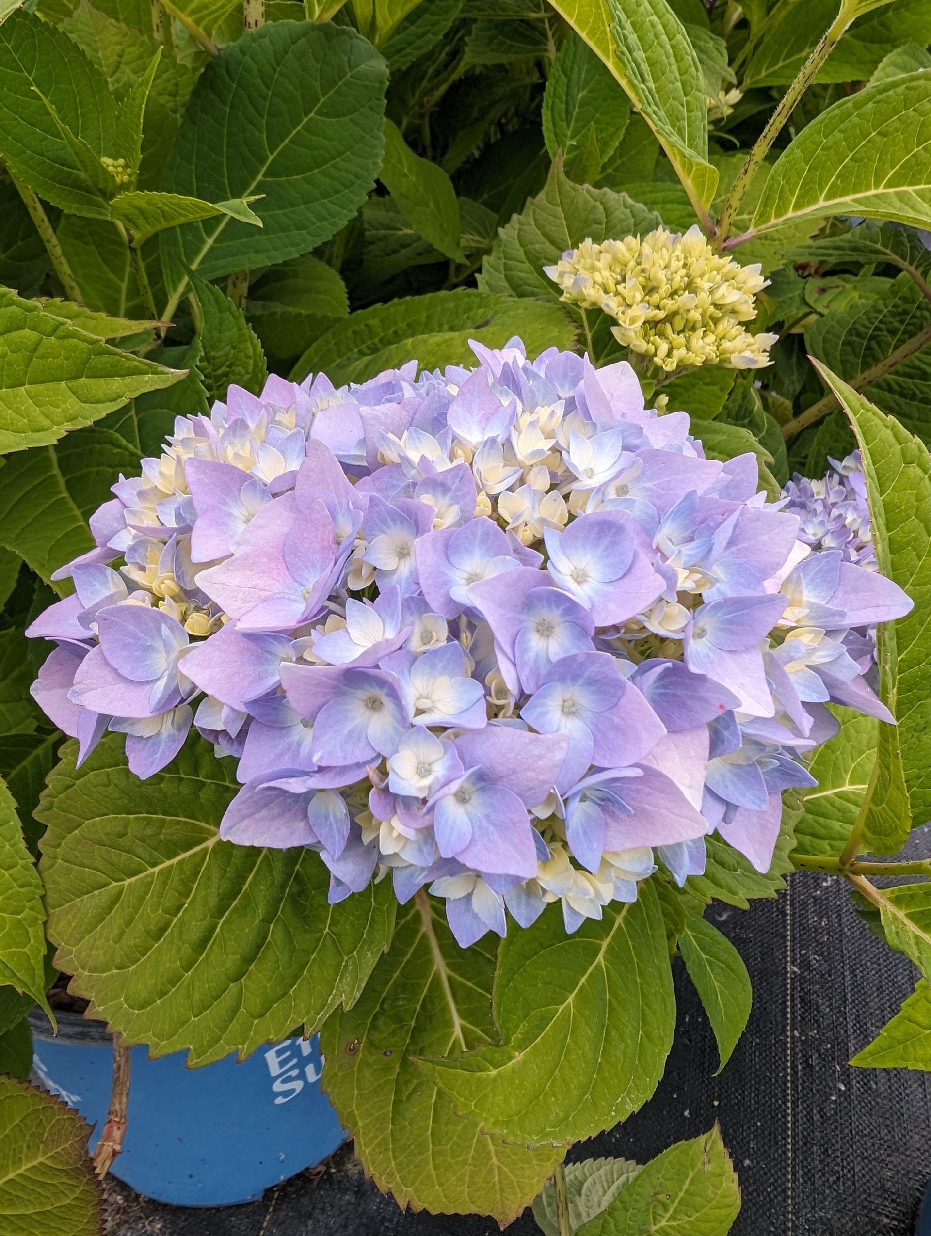The Original Bigleaf Hydrangea