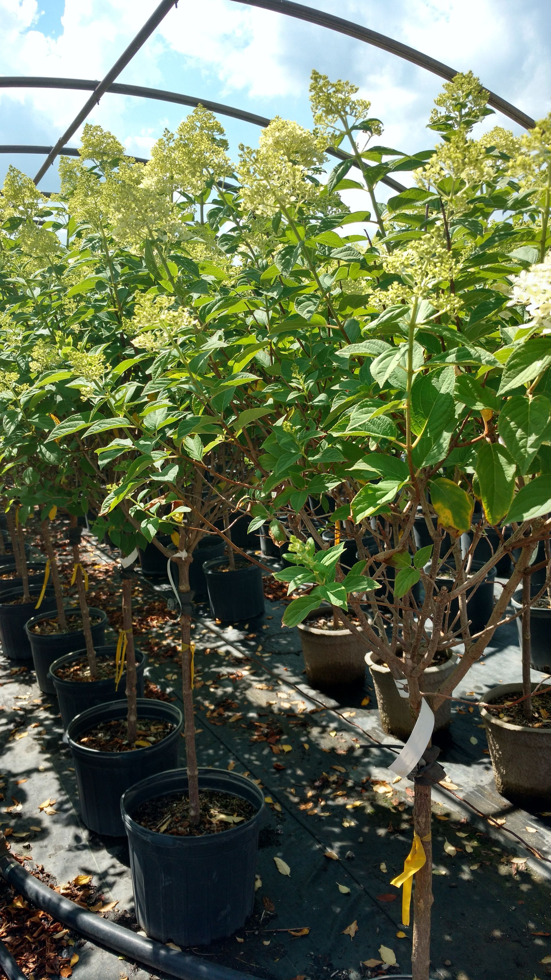 Limelight Tree Hydrangea