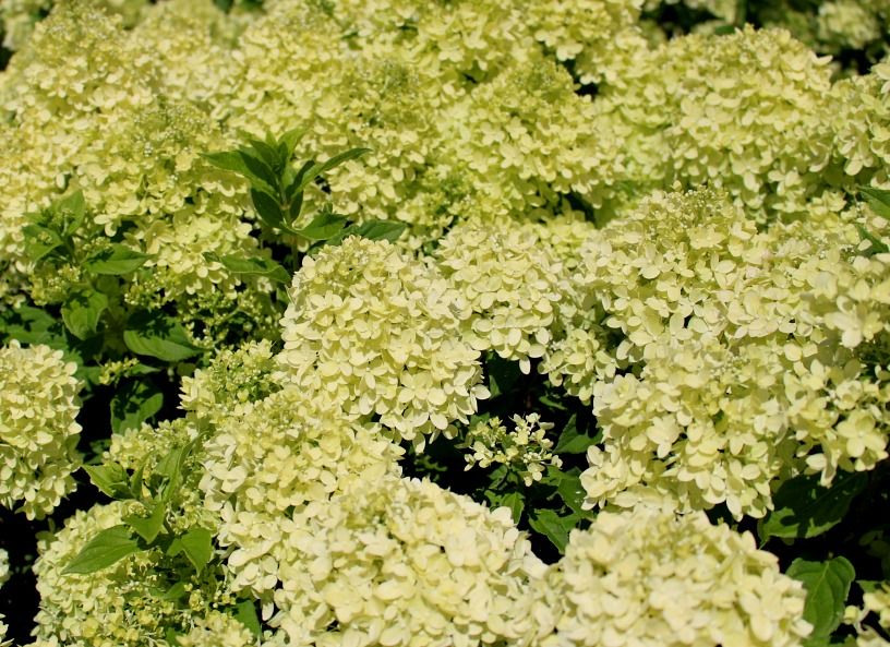 Little Lime® Hydrangea