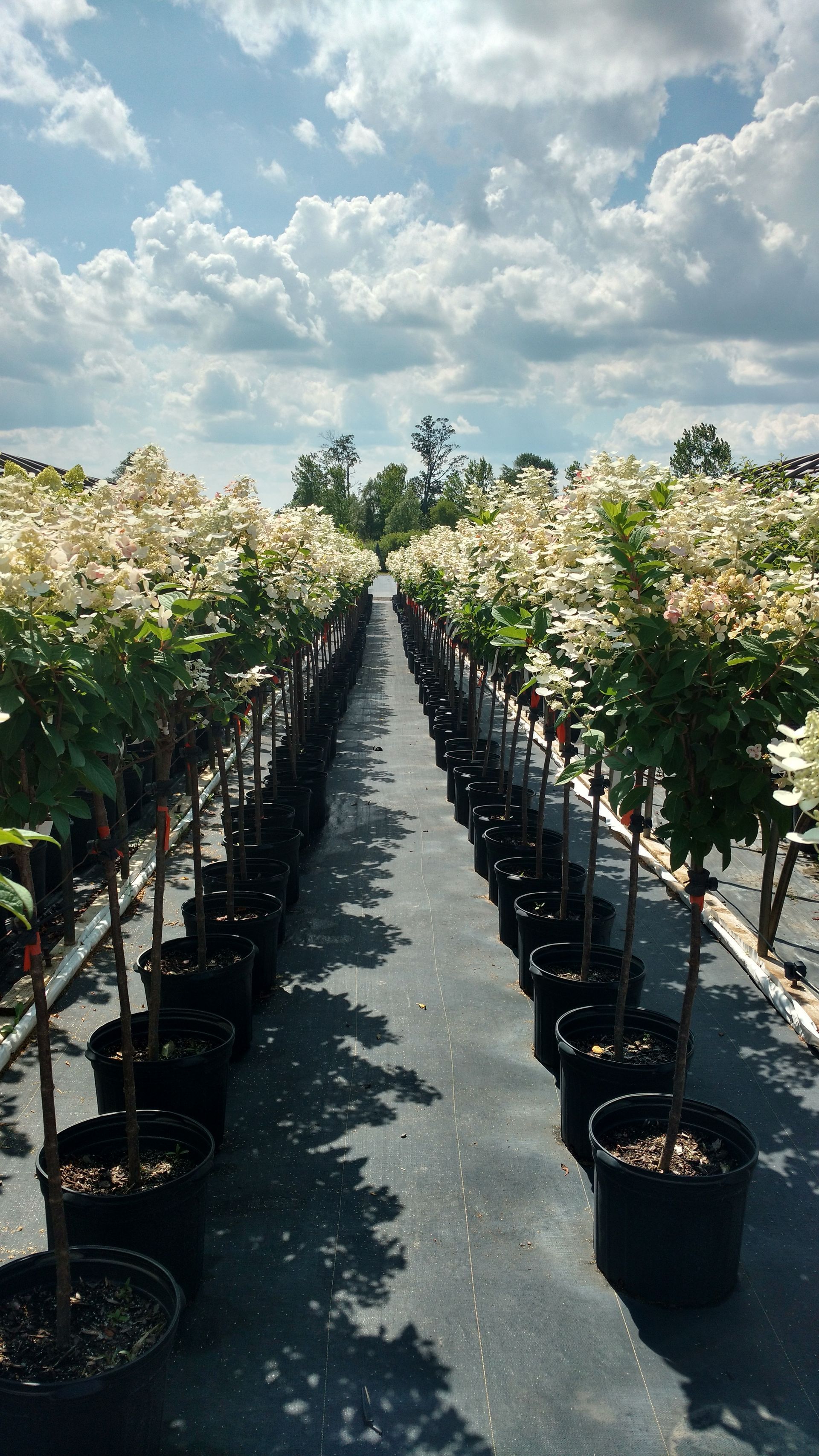 Quick Fire® Tree Hydrangea