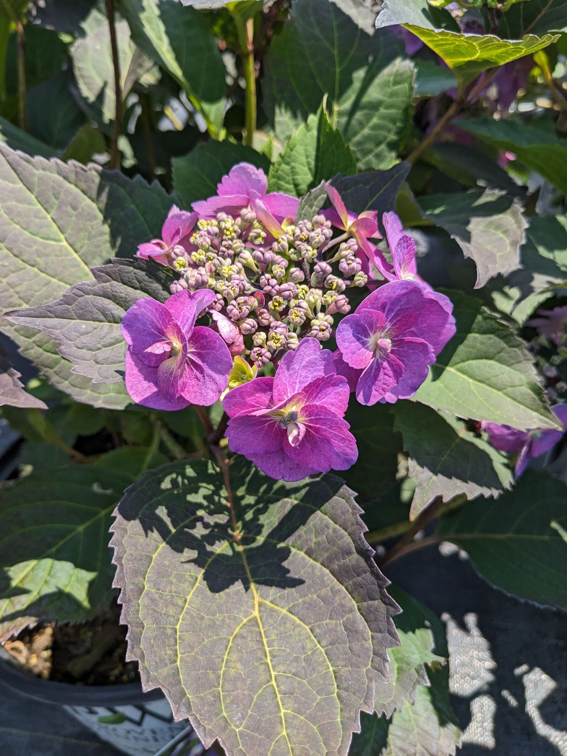 Tuff Stuff™ Mountain Hydrangea