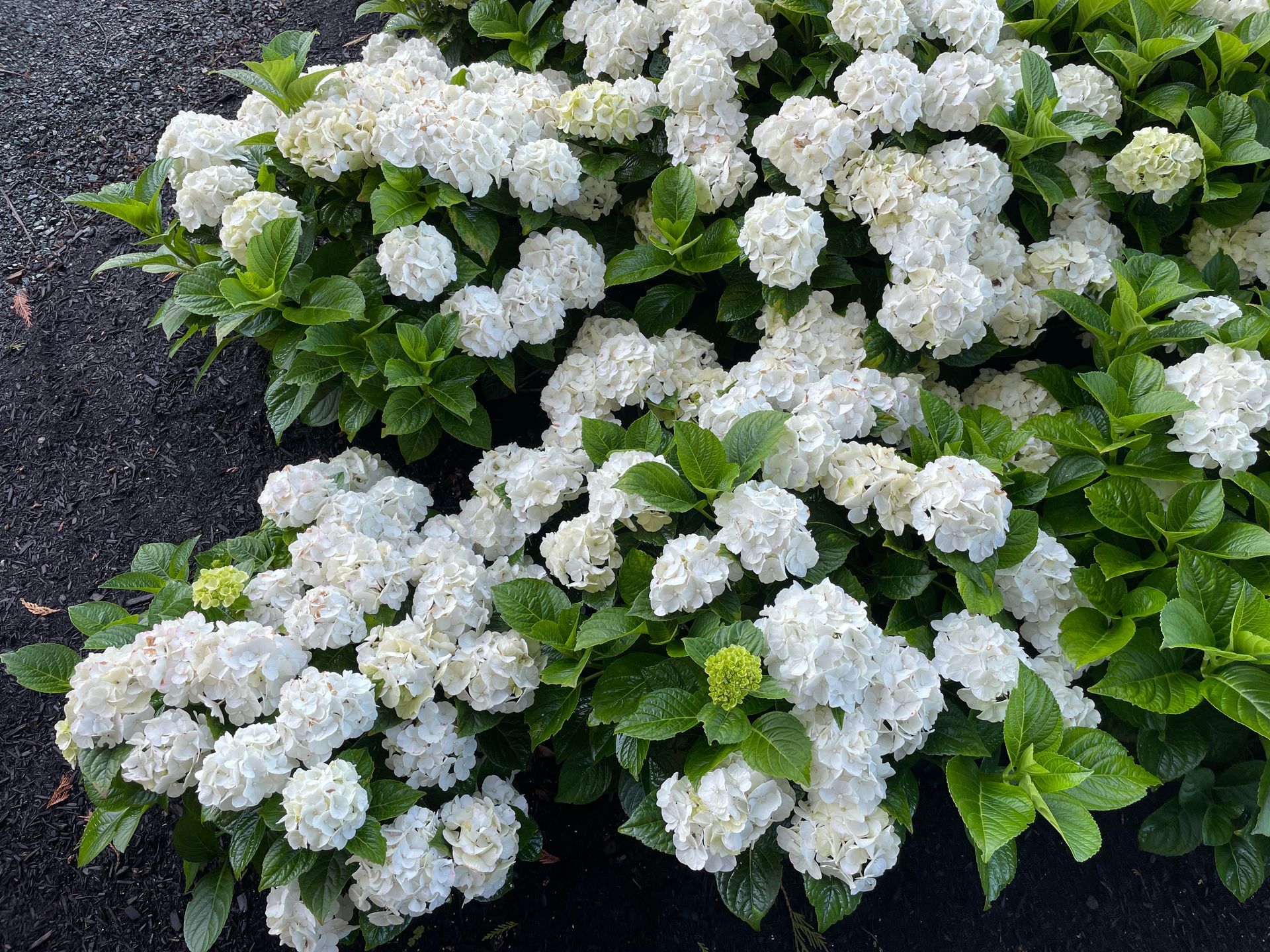 Grin and Tonic™ Hydrangea