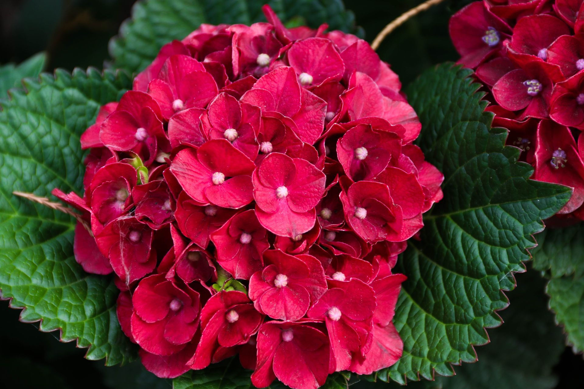 Cherry-Go-Round™ Bigleaf Hydrangea