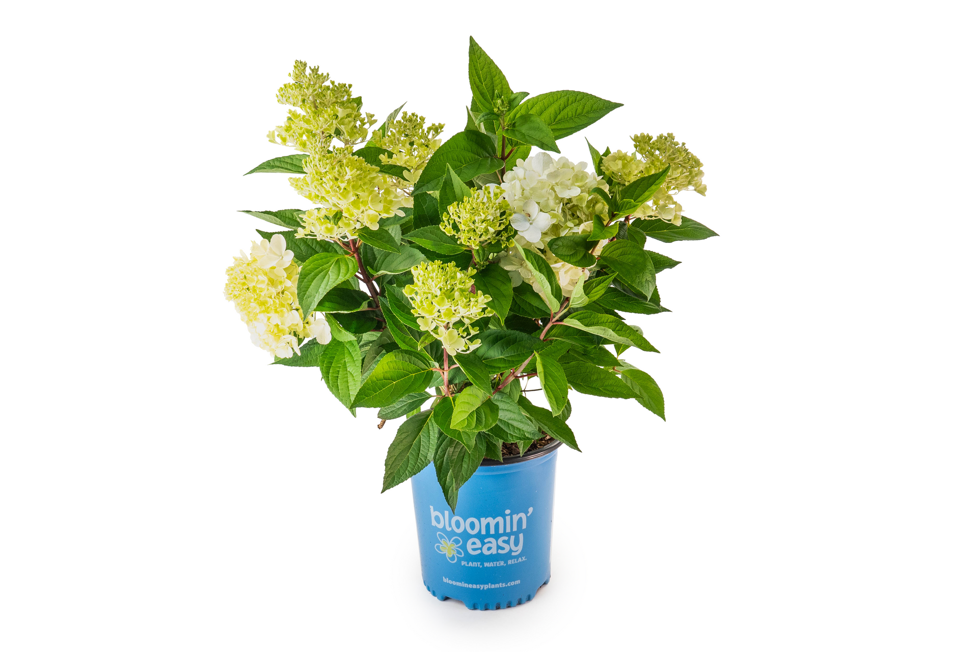 Bouncy™ Hydrangea