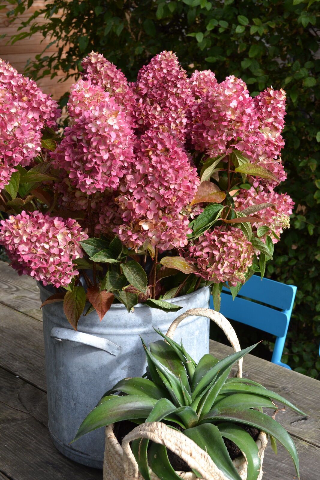 Dragon Baby™ Hydrangea