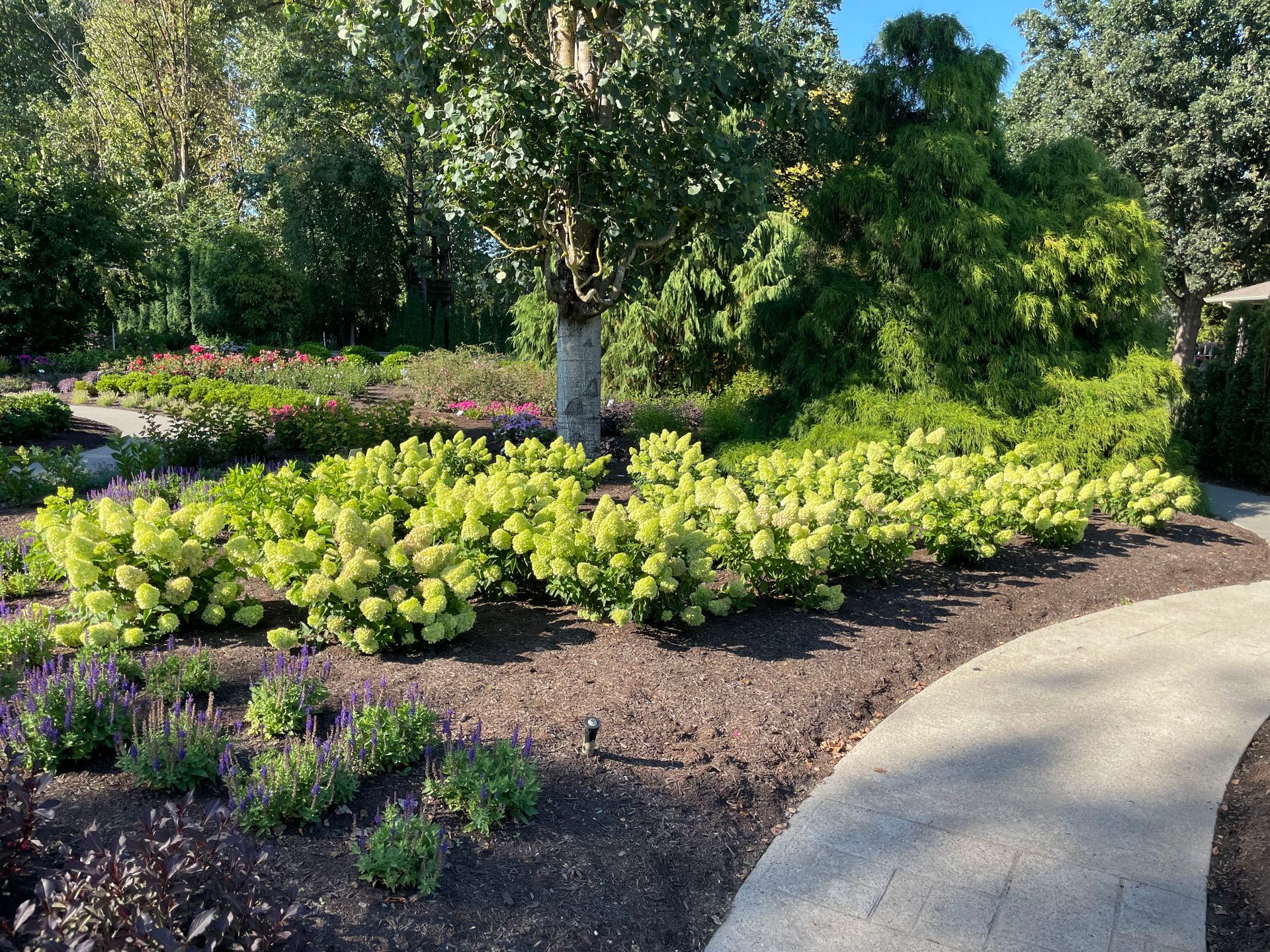 Dragon Baby™ Hydrangea