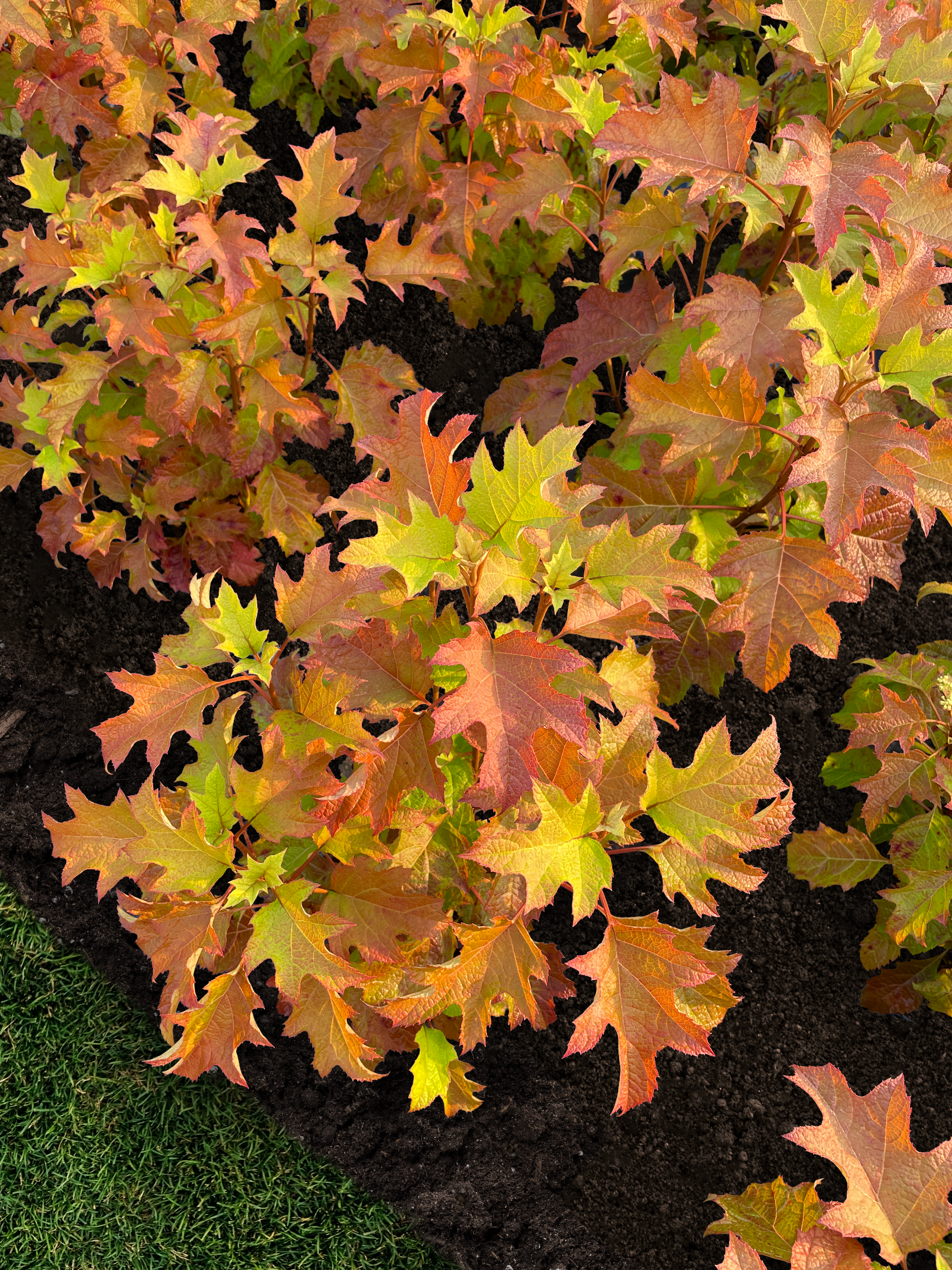 Toy Soldier™ Oakleaf Hydrangea