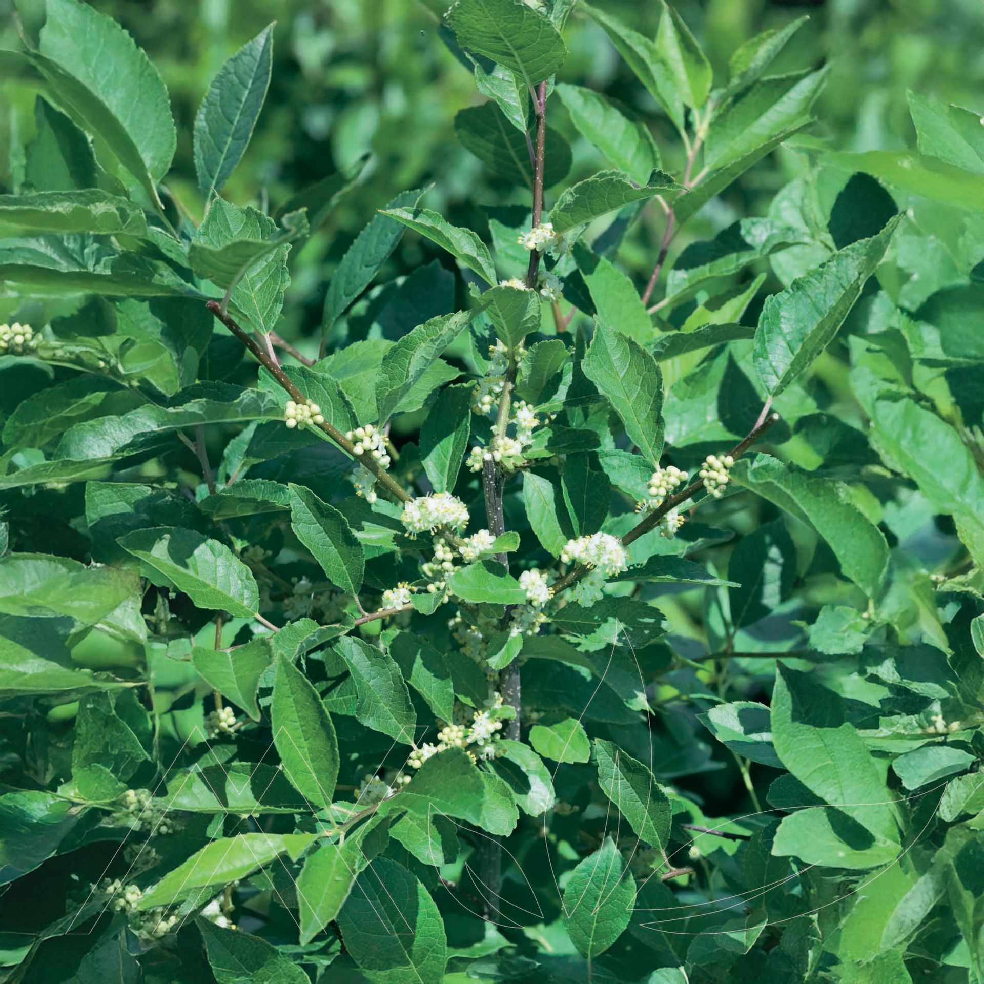 Jim Dandy Winterberry