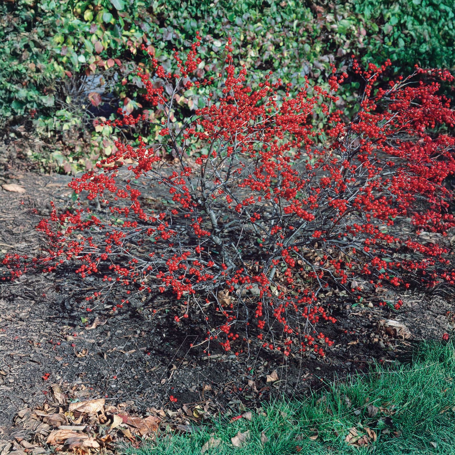 Red Sprite Winterberry