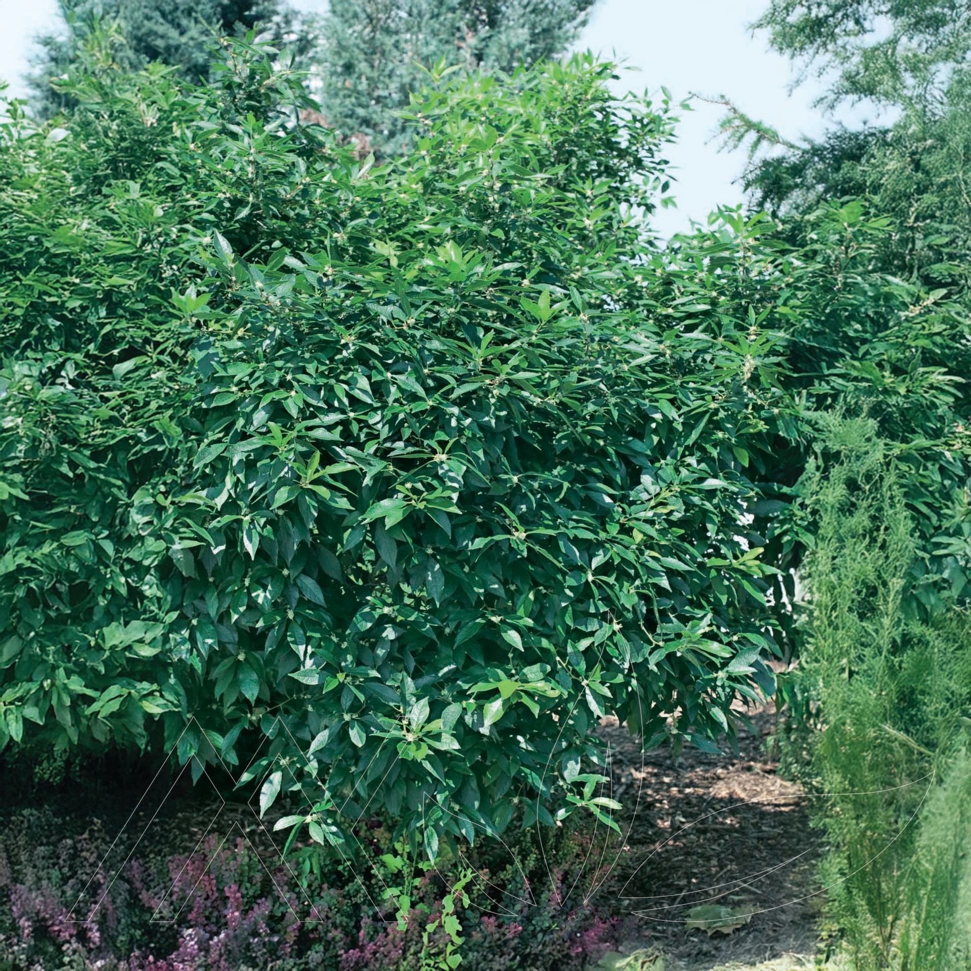 Southern Gentleman Winterberry