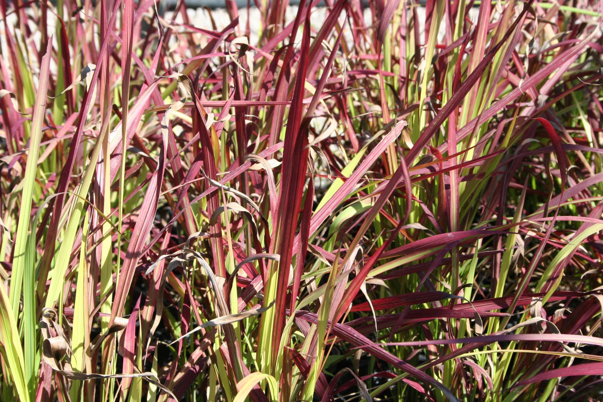 Red Baron Blood Grass