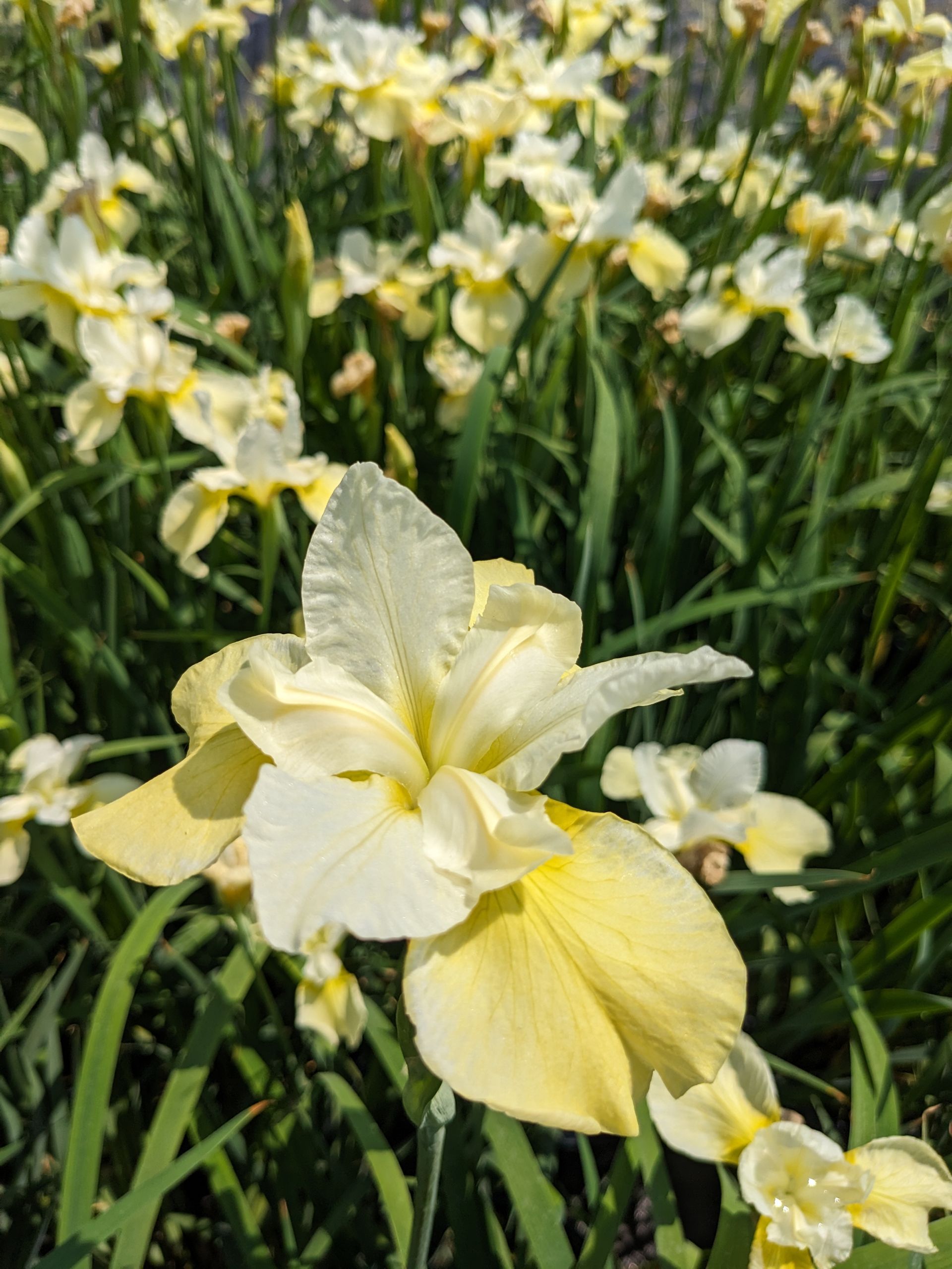 Butter & Sugar Siberian Iris
