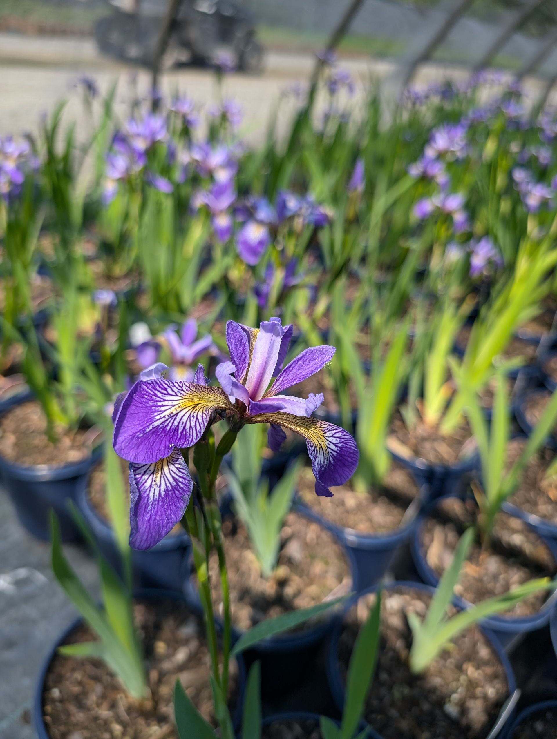 Blue Flag Iris