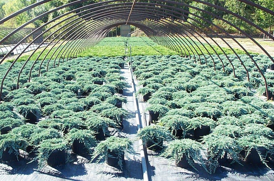 Icee Blue® Juniper