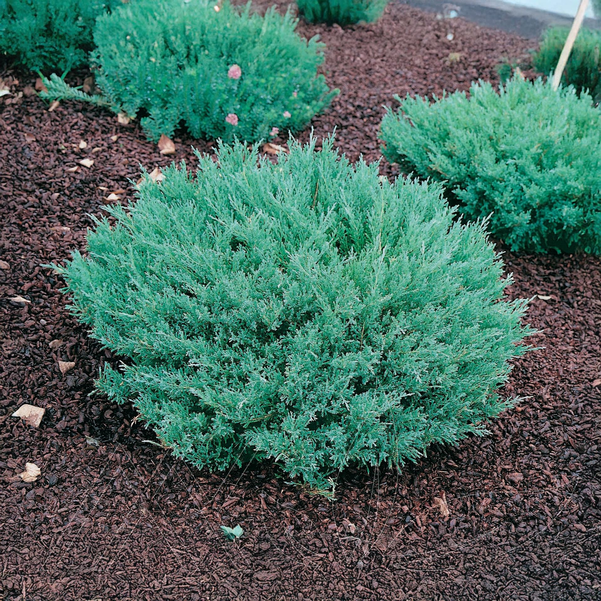 Compact Andorra Juniper