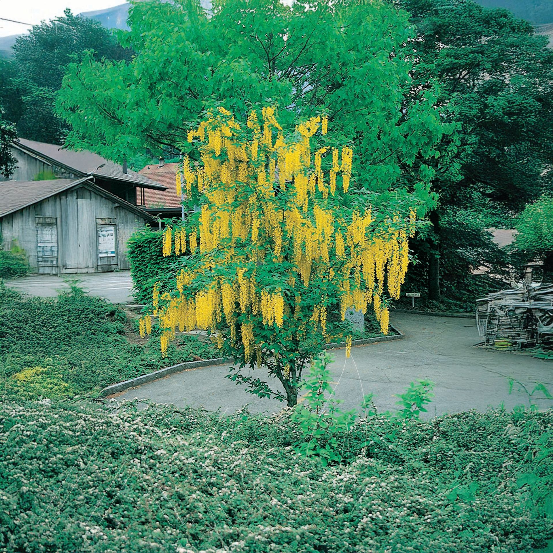 Golden Chain Tree