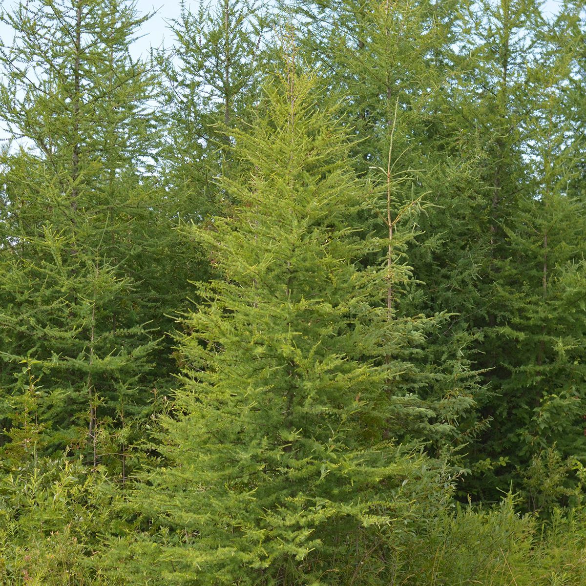 American Larch (Tamarack)