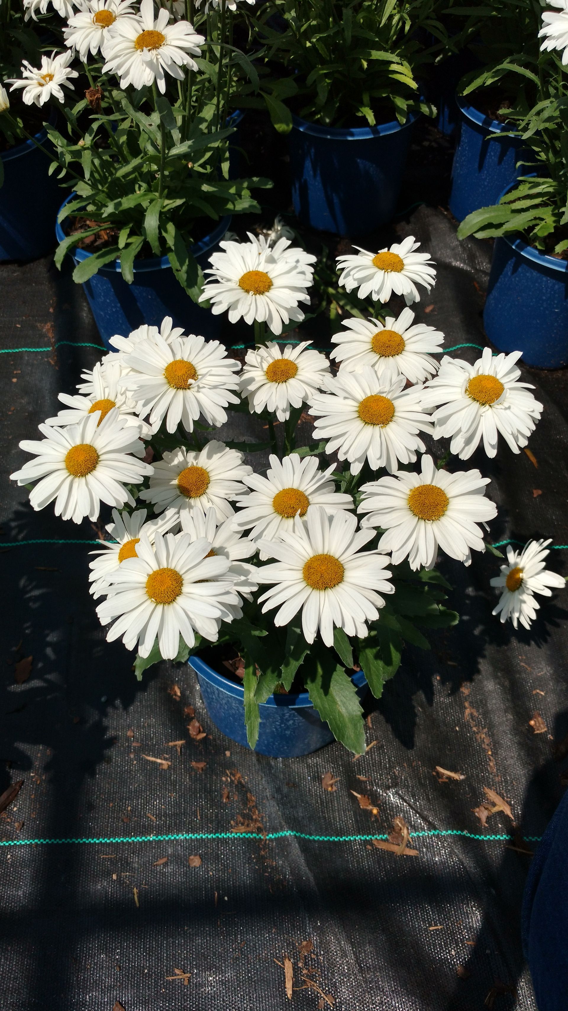Whoops-a-Daisy Shasta Daisy
