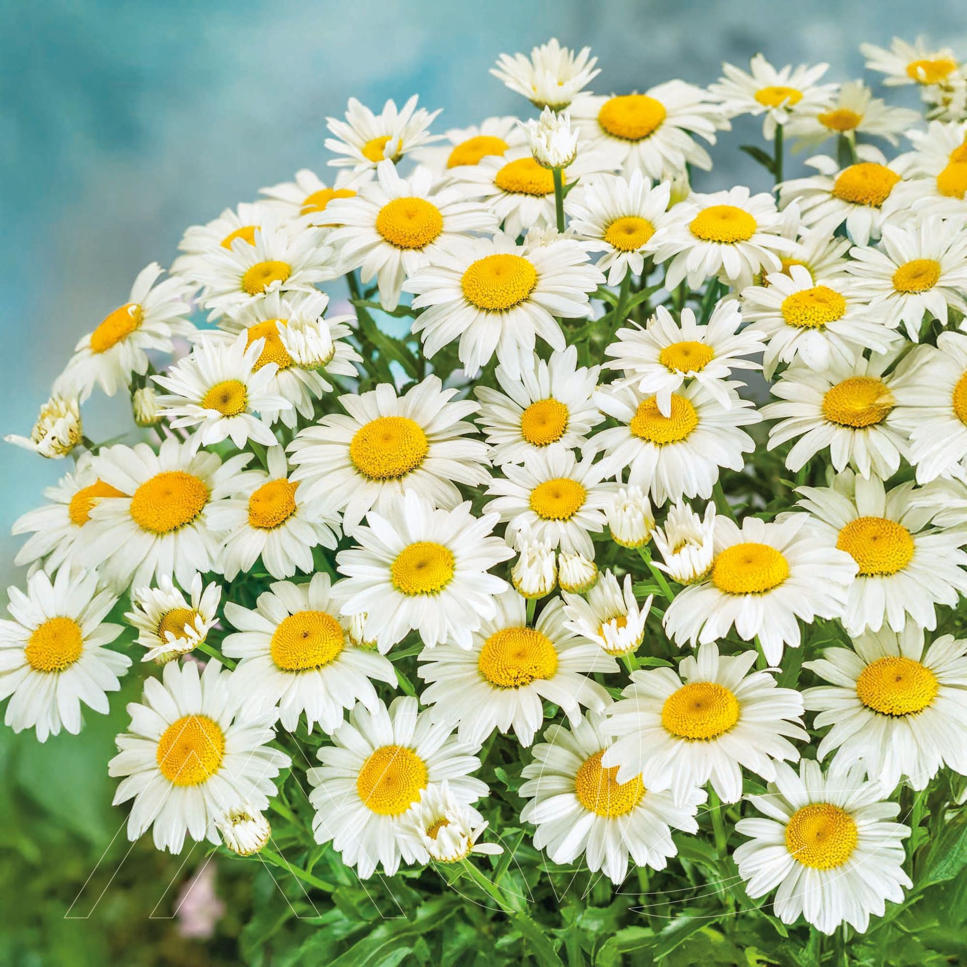 Snowcap Shasta Daisy