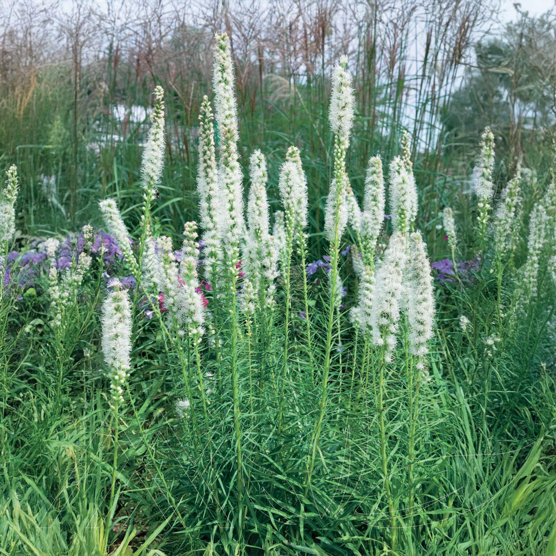 Floristan White Gayfeather