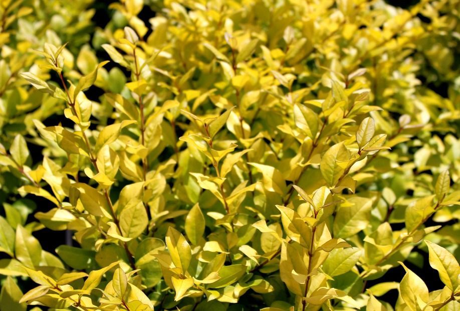 Golden Privet
