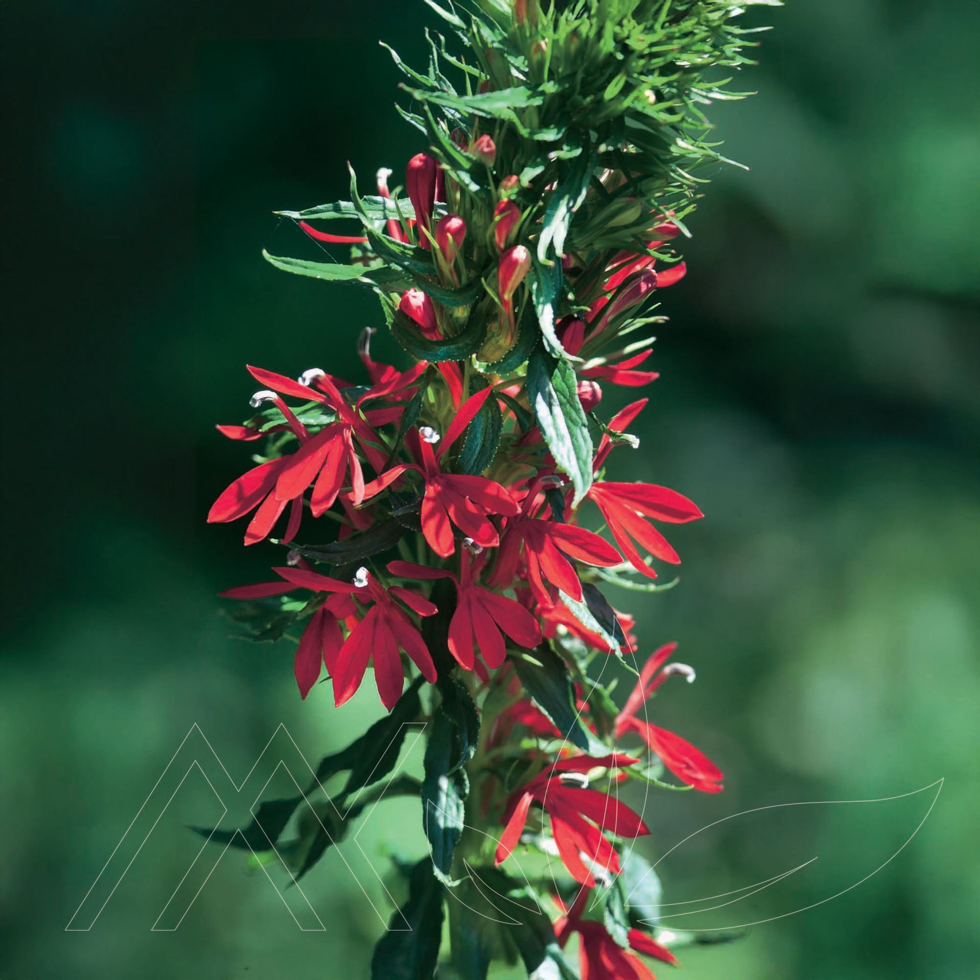 Cardinal Flower