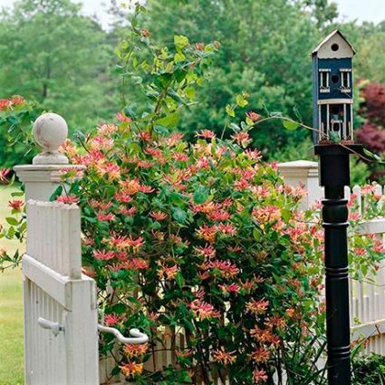 Goldflame Honeysuckle