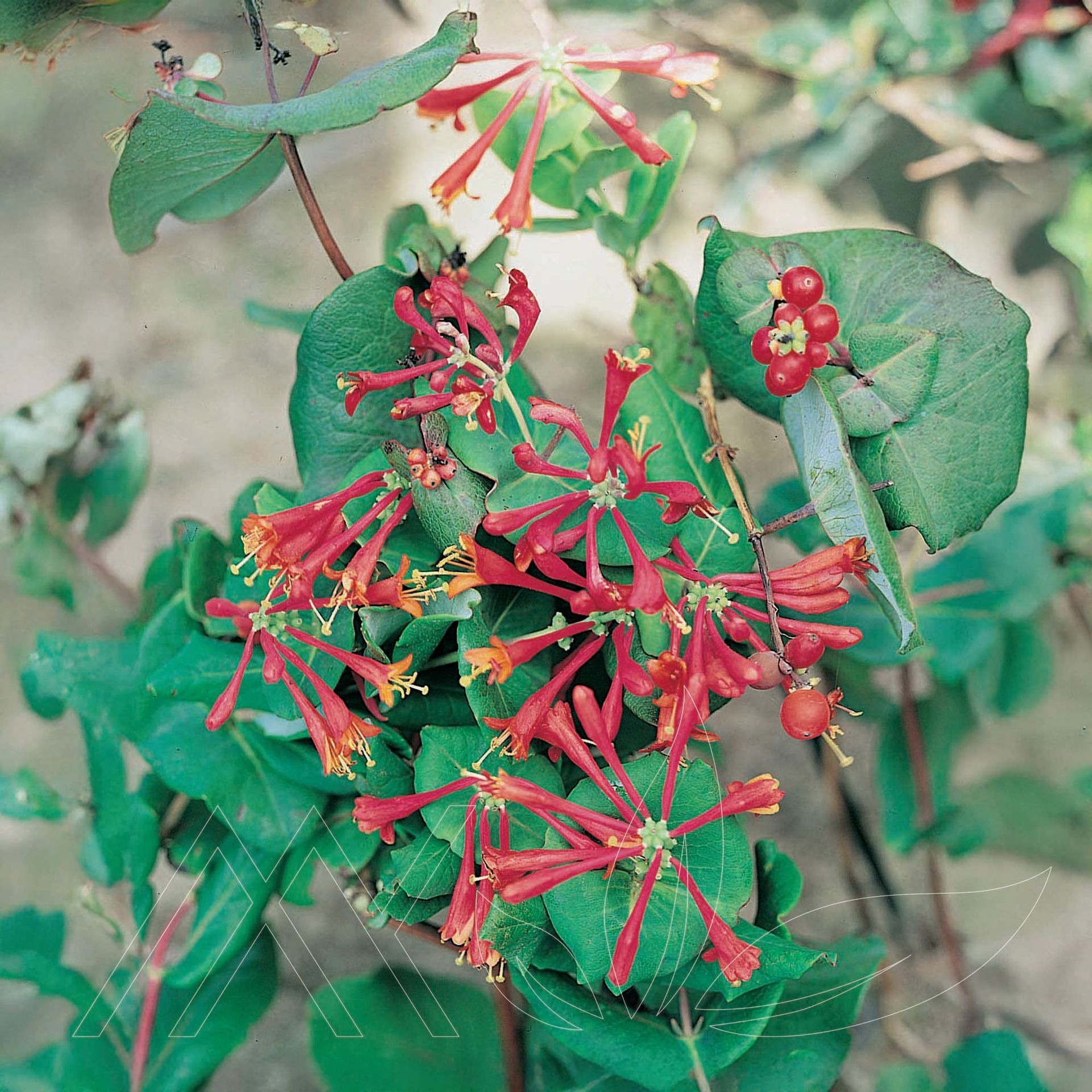 Dropmore Scarlet Honeysuckle