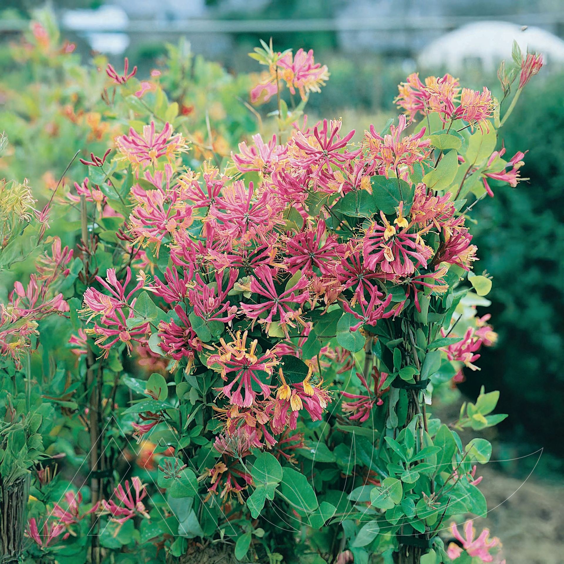 Goldflame Honeysuckle