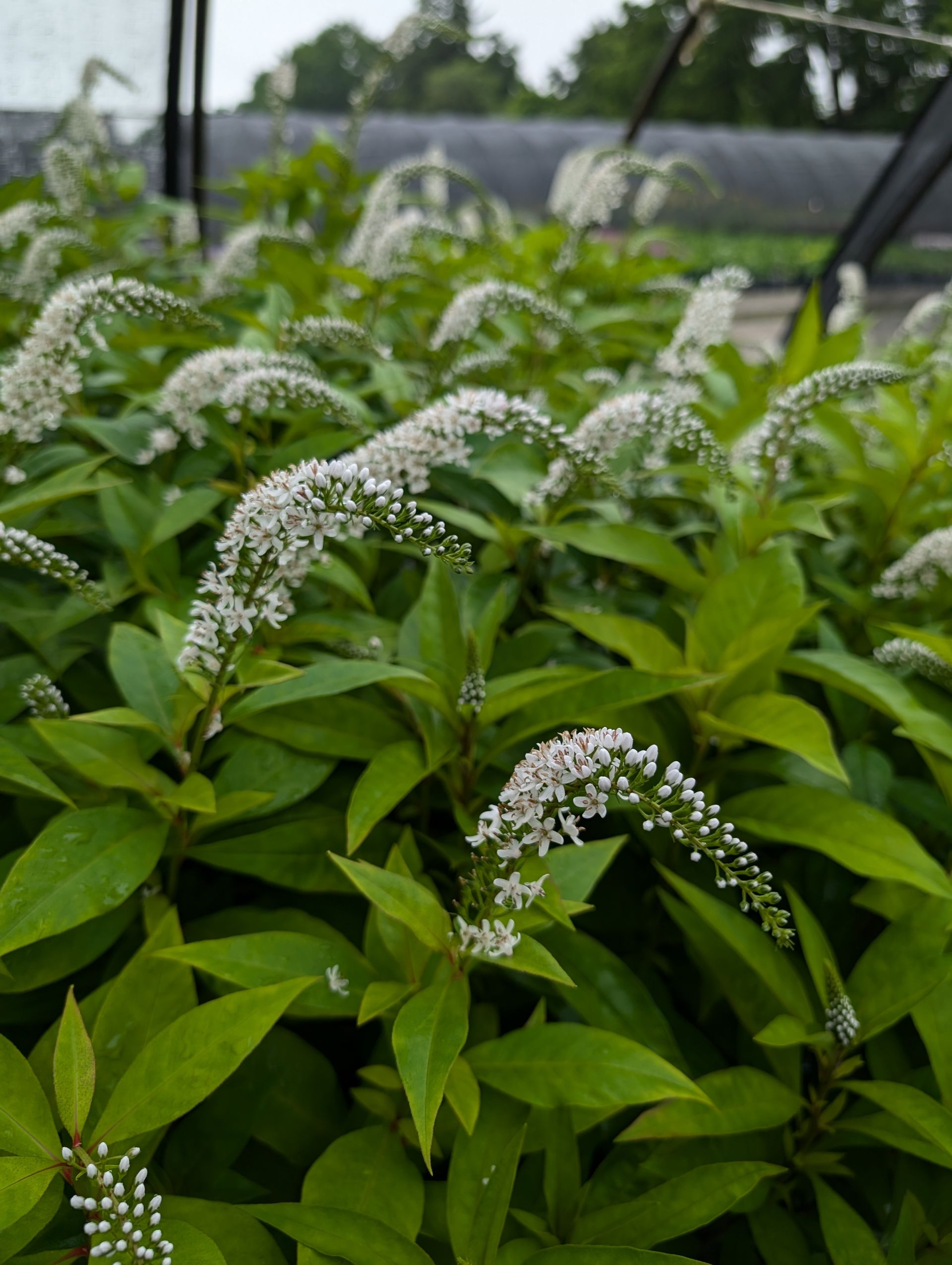 Gooseneck Loosestrife