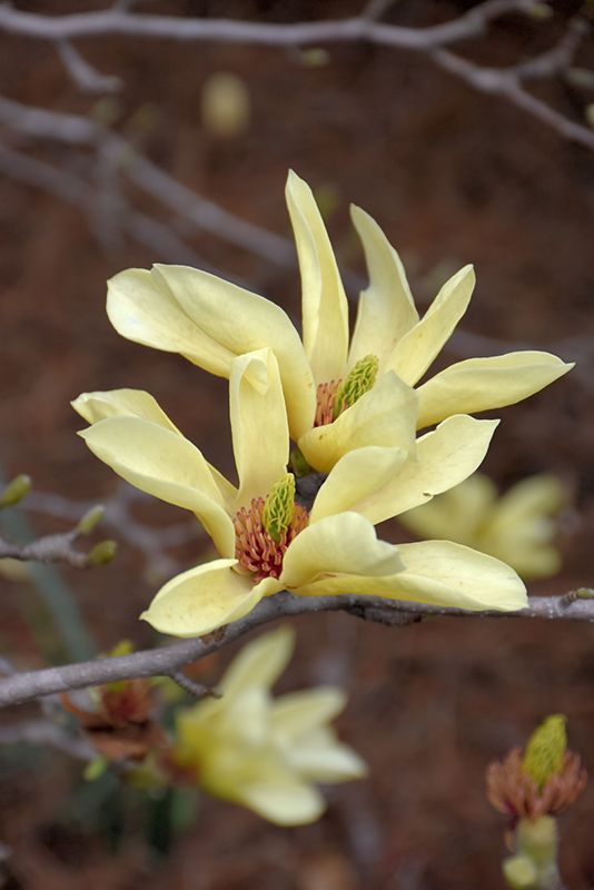Yellow Bird Magnolia