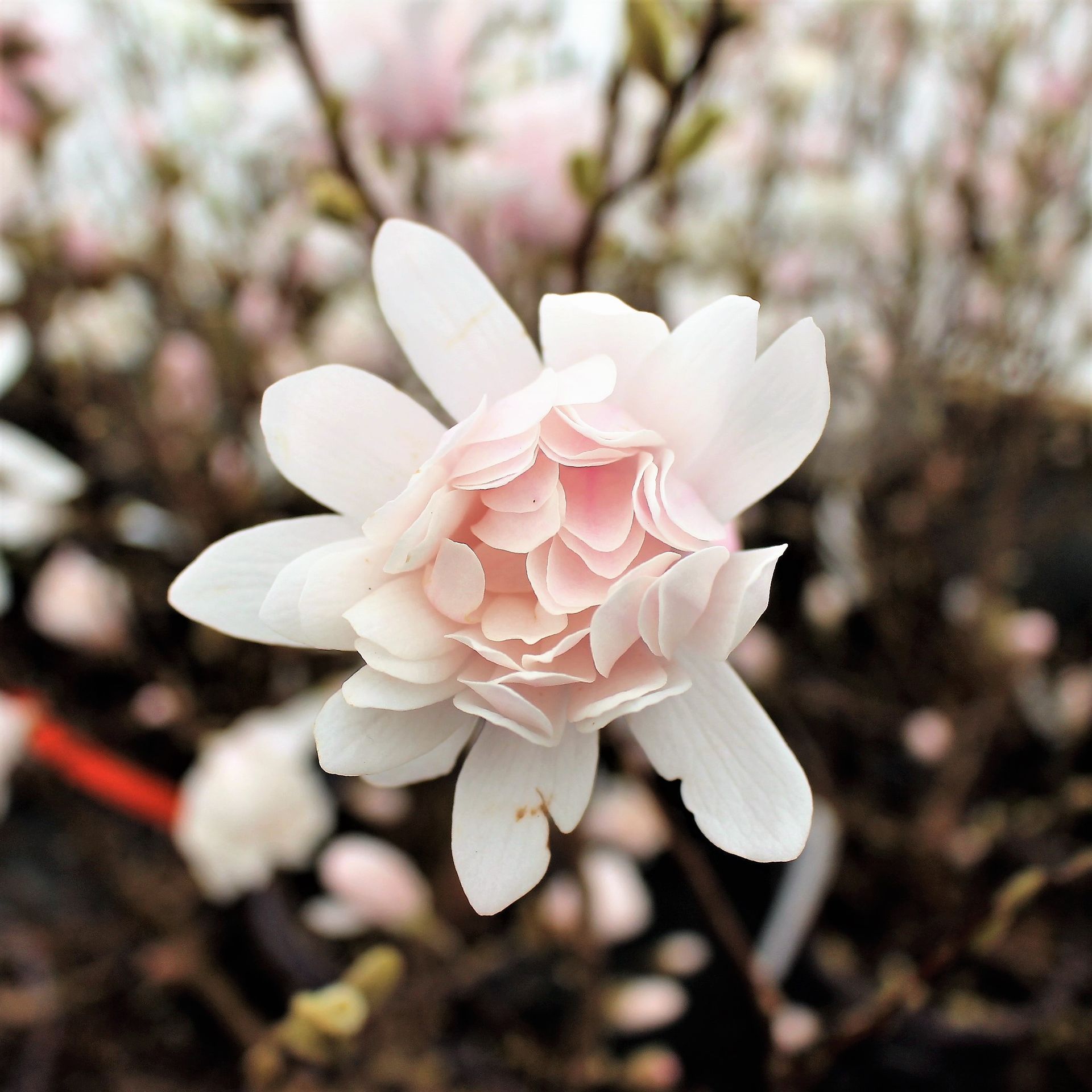 Centennial Blush Magnolia