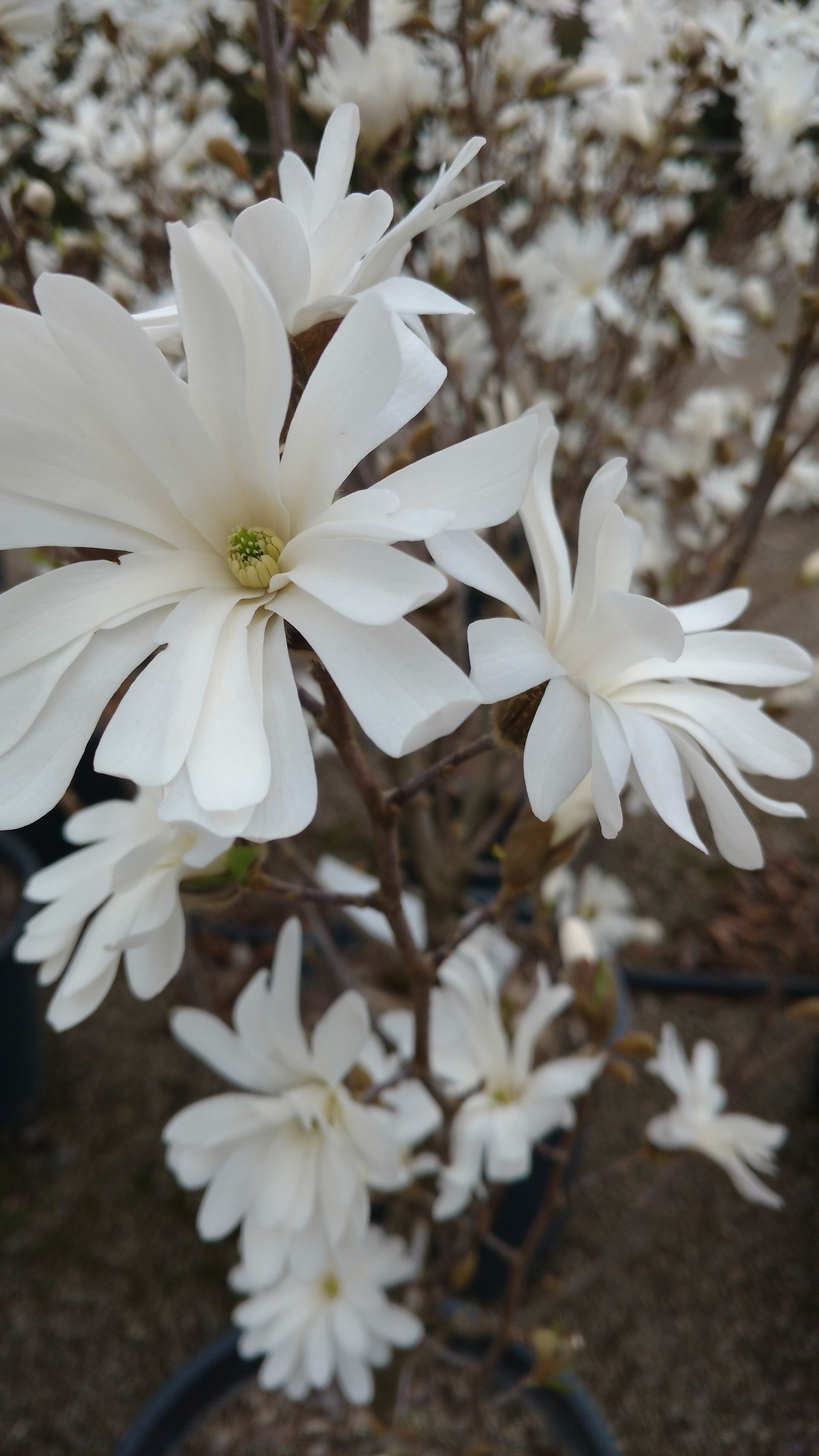 Royal Star Magnolia