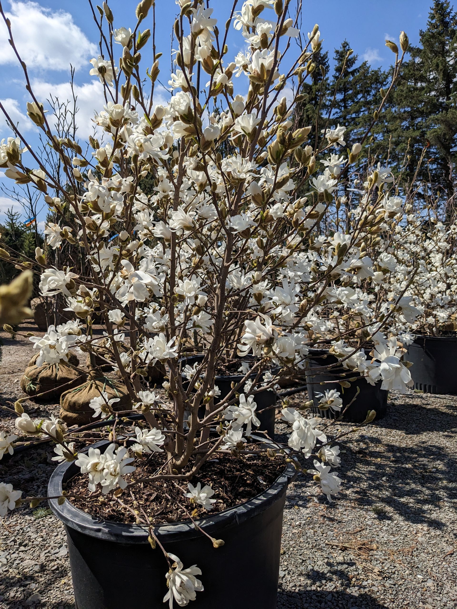 Royal Star Magnolia